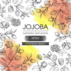 Background filled with Jojoba branches with fruits and flowers, leaves. Fruit jojoba in a peel and without and with empty circle inside. Detailed hand-drawn sketches, vector botanical illustration.