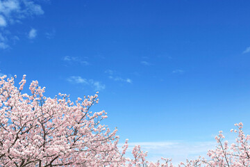 桜の花吹雪と春の青空と雲