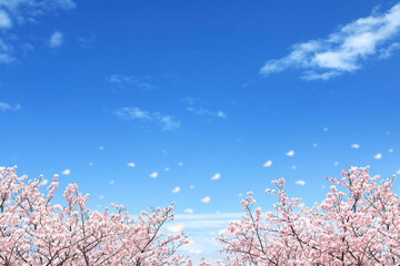 桜の花吹雪と春の青空と雲