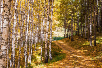 Obraz premium Autumn landscape. Beautiful birch trees. Walk in the birch forest. Natural background. Place to insert text.