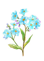 branch of blue flowers with buds. watercolor painting