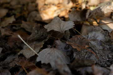 fallen leaves of poplars in autumn