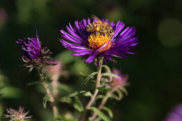 Biene auf lila blühender Aster im Herbst