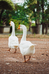White goose close up in the nature.