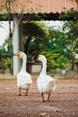 White goose close up in the nature.