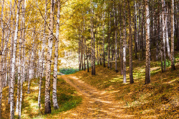 Obraz premium Autumn landscape. Beautiful birch trees. Walk in the birch forest. Natural background. Place to insert text.