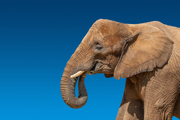 Banner with portrait of huge and powerful African elephant with tusks at dark blue gradient...