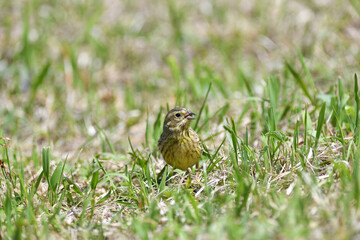 The yellowhammer looking with its beak across the ground seeds in the grass