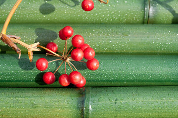 サンキライの実