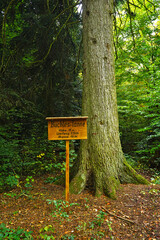 Buchles-Tanne im Rammert, Ofterdingen, Landkreis Tübingen