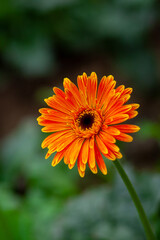 Two orange-yellow gerbera flower on green nature background.