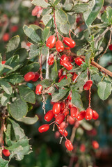 European Barberry (Berberis vulgaris) in garden
