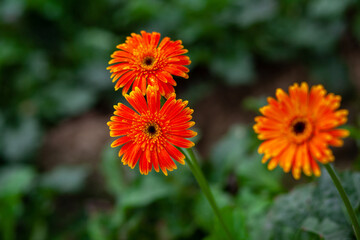 Two orange-yellow gerbera flower on green nature background.