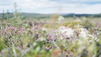 The natural background of the flower Heather. Small pink, purple flowers. Soft focus.