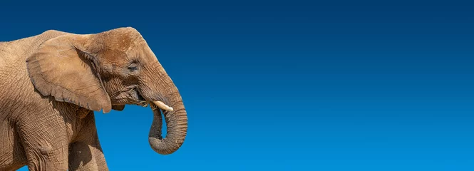 Poster Banner with portrait of huge and powerful African elephant with tusks at dark blue gradient background with copy space for text, closeup, details.. © neurobite
