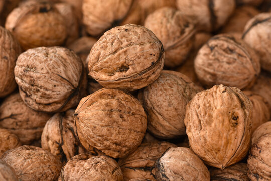 Waln&uuml;sse, Juglans regia, walnut