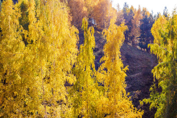 Autumn landscape. Beautiful birch trees. Walk in the birch forest. Natural background. Place to insert text.