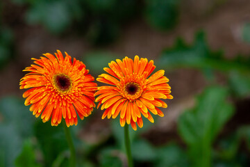 Two orange-yellow gerbera flower on green nature background.