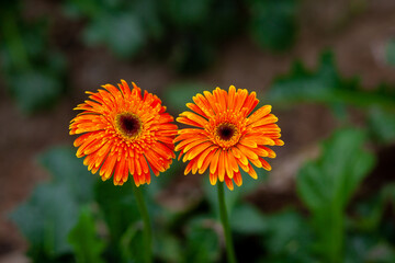 Two orange-yellow gerbera flower on green nature background.