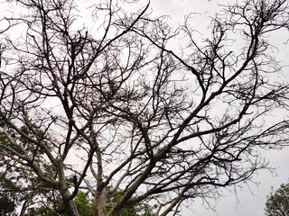 Big tree with no leaves. Dead tree. Outdoors. Selective focus
