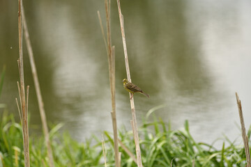 The yellowhammer sits on a branch and observes the surroundings on a sunny day