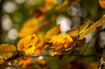 Golden Autumn Leaves