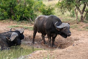 Obraz premium Buffle d'Afrique, Syncerus caffer, Parc national Kruger, Afrique du Sud