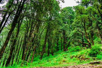Fototapeta na wymiar Evergreen tropical rainforest where trees covered with moss in lesser himalayas peaks enroute prashat lake hiking trail near Mandi, Himachal Pradesh, India.