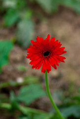 Red gerbera flower on green nature background.