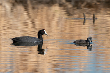 Foulque caronculée, Foulque à crète, .Fulica cristata, Red knobbed Coot
