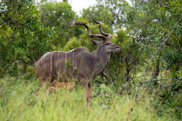 Naklejka premium Grand koudou, Tragelaphus strepsiceros, mâle, Parc national Kruger, Afrique du Sud
