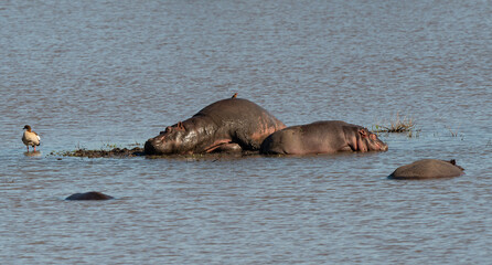 Hippopotame, Ouette d'Égypte, Hippopotamus amphibius, Alopochen aegyptiaca, Afrique du Sud
