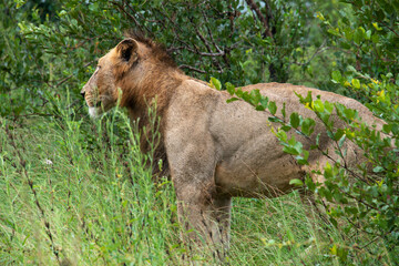 Naklejka na ściany i meble lion, mâle, Panthera leo, Afrique