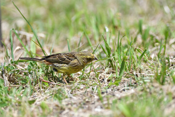 The yellowhammer looking with its beak across the ground seeds in the grass
