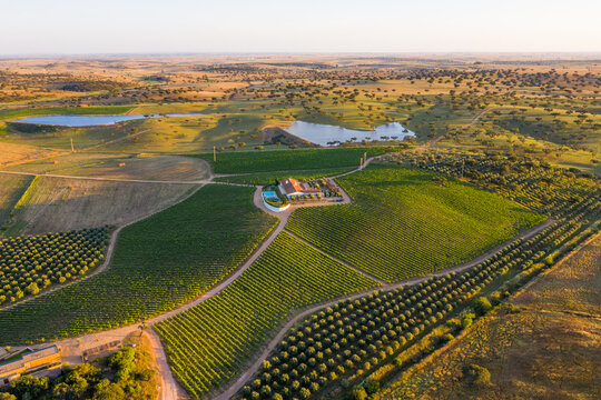 Aerial view of Vineyard estate, Portugal.
