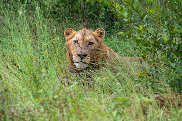 lion, mâle, Panthera leo, Afrique