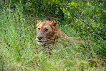 lion, mâle, Panthera leo, Afrique