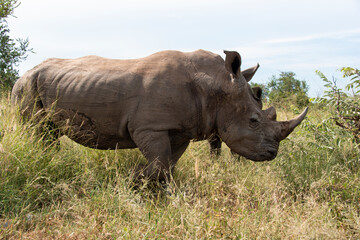 Rhinocéros blanc, white rhino, Ceratotherium simum, Parc national Kruger, Afrique du Sud