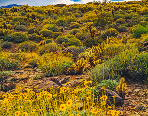 Blooming  Desert, California