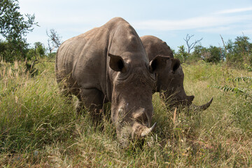 Fototapeta premium Rhinocéros blanc, white rhino, Ceratotherium simum, Parc national Kruger, Afrique du Sud