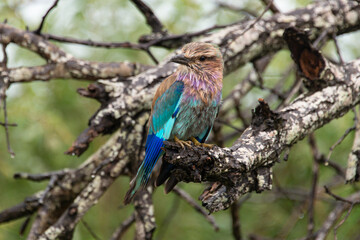 Rollier à longs brins,. Coracias caudatus, Lilac breasted Roller