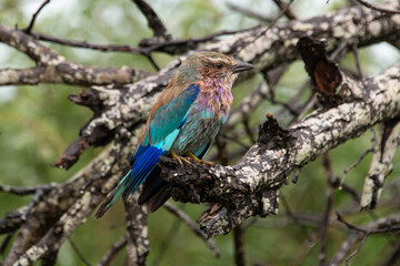 Rollier à longs brins,. Coracias caudatus, Lilac breasted Roller