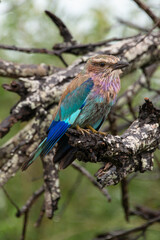 Rollier à longs brins,. Coracias caudatus, Lilac breasted Roller