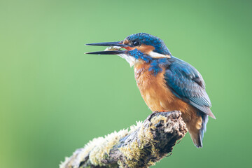 kingfisher