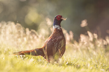 PHEASANT ON IRISH FIELD. CO. CARLOW