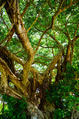 Banyan tree in Okinawa, wild wavy tree, old exotic tree