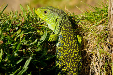 Lagarto ocelado ( Timon lepidus), en la puerta de la madriguera escondido.