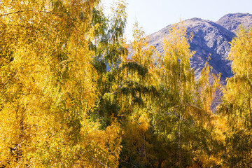 Fototapeta premium Autumn landscape. Beautiful birch trees. Walk in the birch forest. Natural background. Place to insert text.