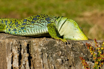 lagarto ocelado (Timon lepidus), rascandose contra la corteza del árbol.