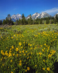 Fototapeta premium Grand Teton, Wyoming